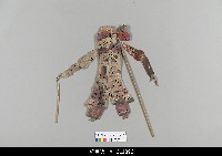 藏品(中國湖北皮影戲偶身)的圖片